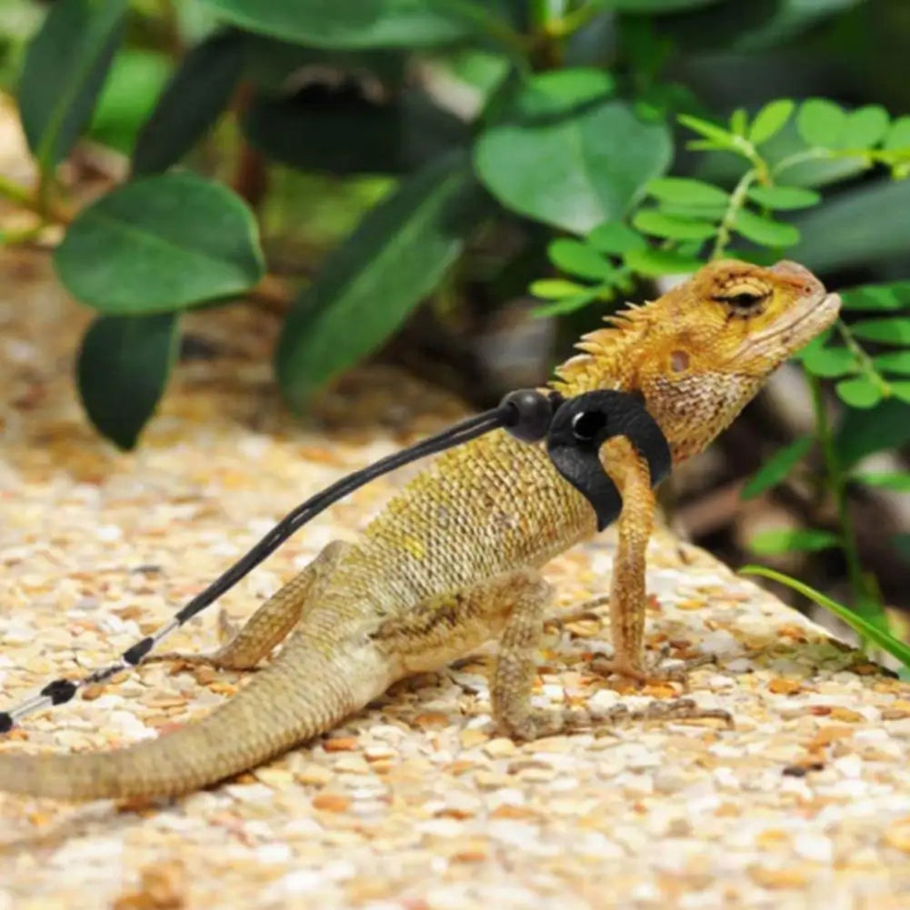 1 Set Durable Lizard Leash