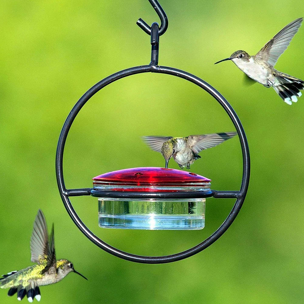 Hummingbird Drinker Feeder