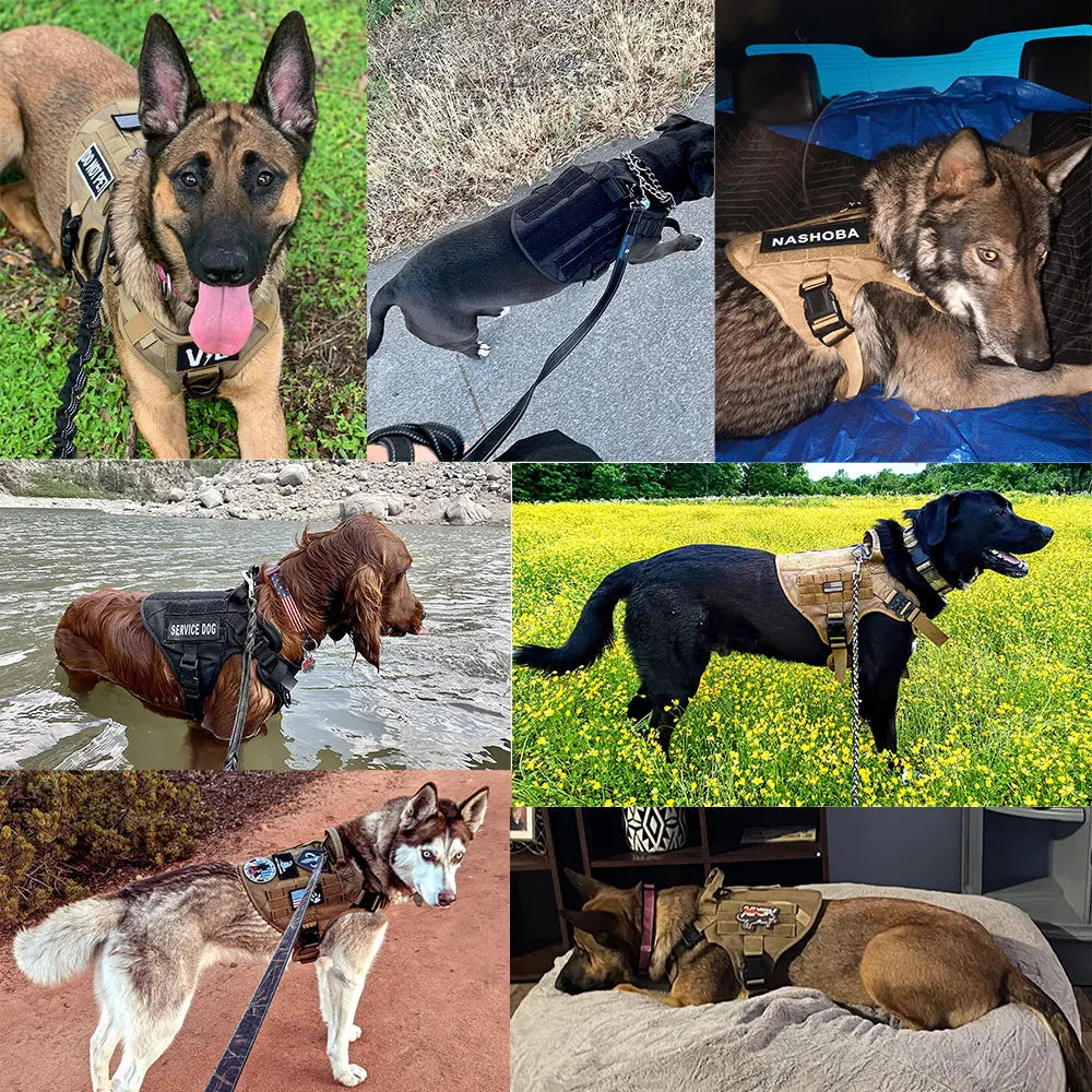 Dog Harness and Leash Set